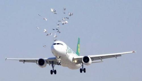 飛機(jī)飛行遭遇鳥(niǎo)擊